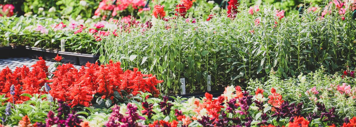 trays of greenhouse flowers